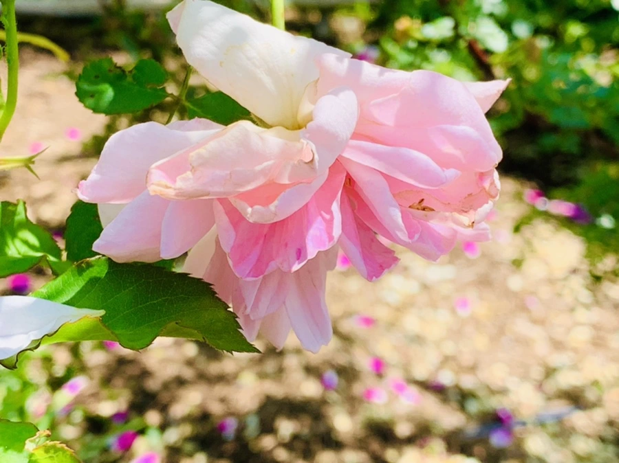 IMG_4259.jpg?type=w966