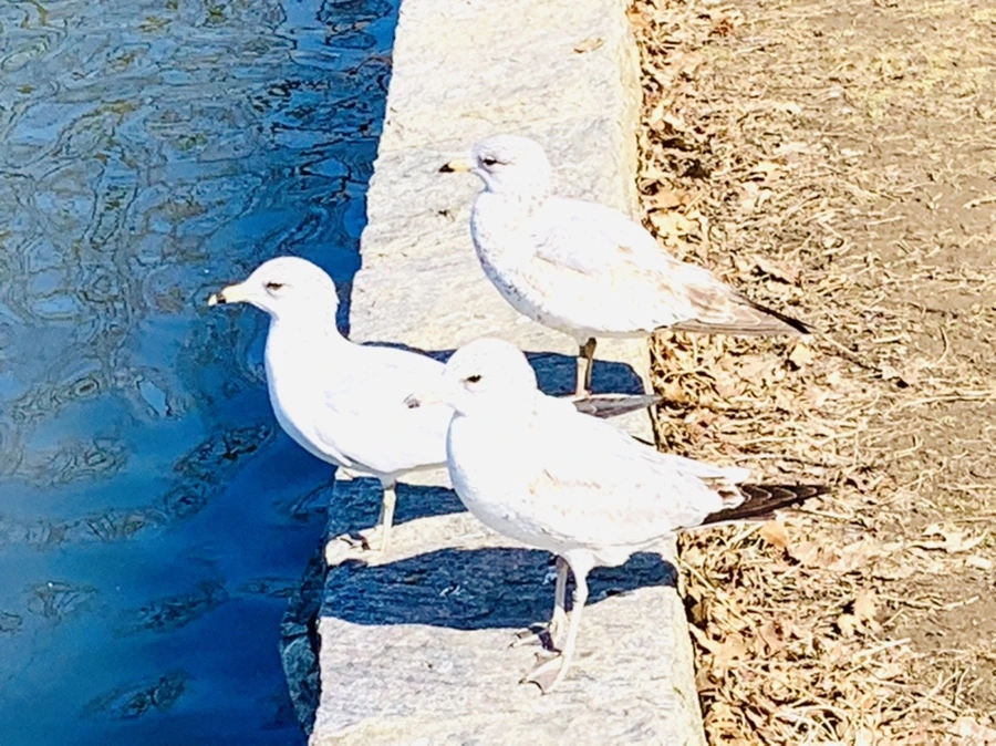 IMG_9314.jpg?type=w966