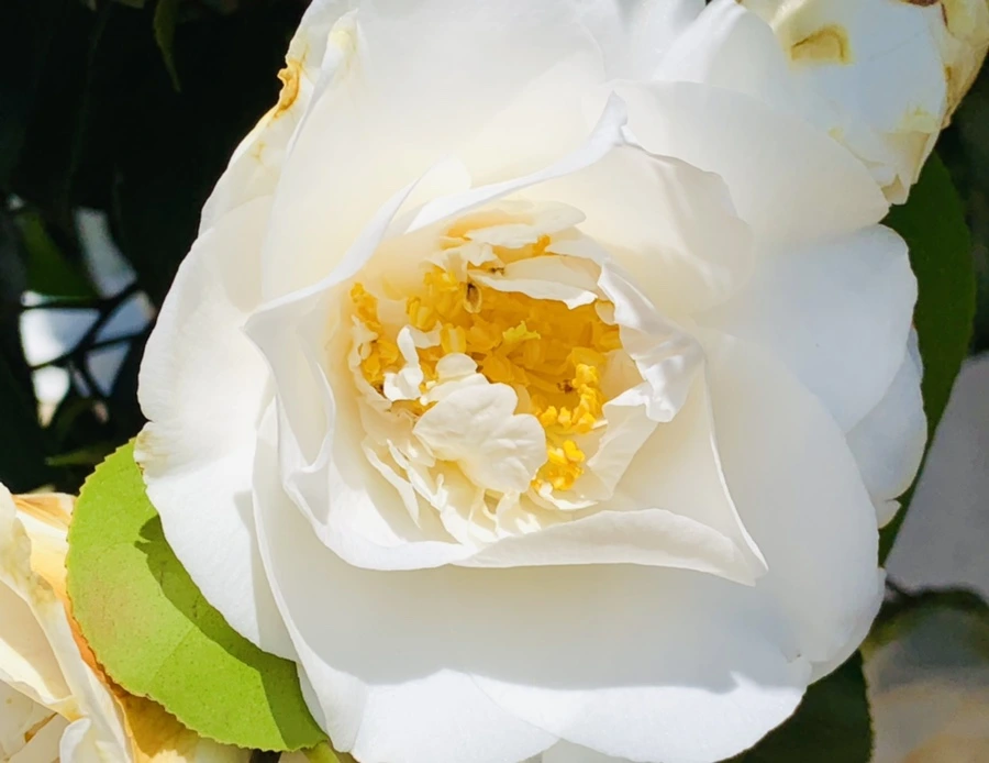 IMG_8598.jpg?type=w966