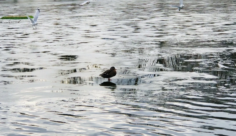 IMG_5012.jpg?type=w966