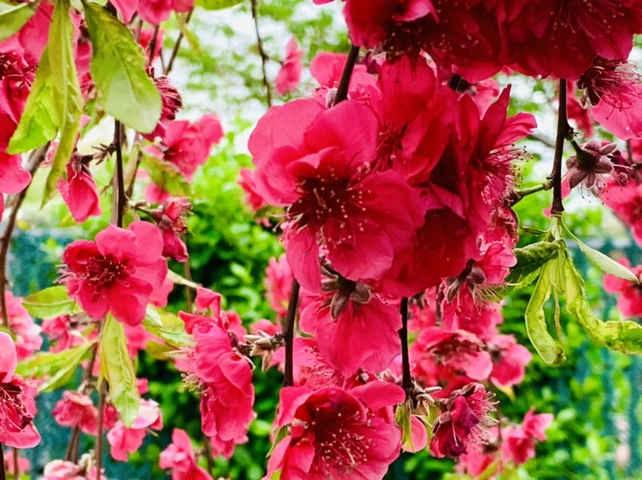 IMG_8018.jpg?type=w966