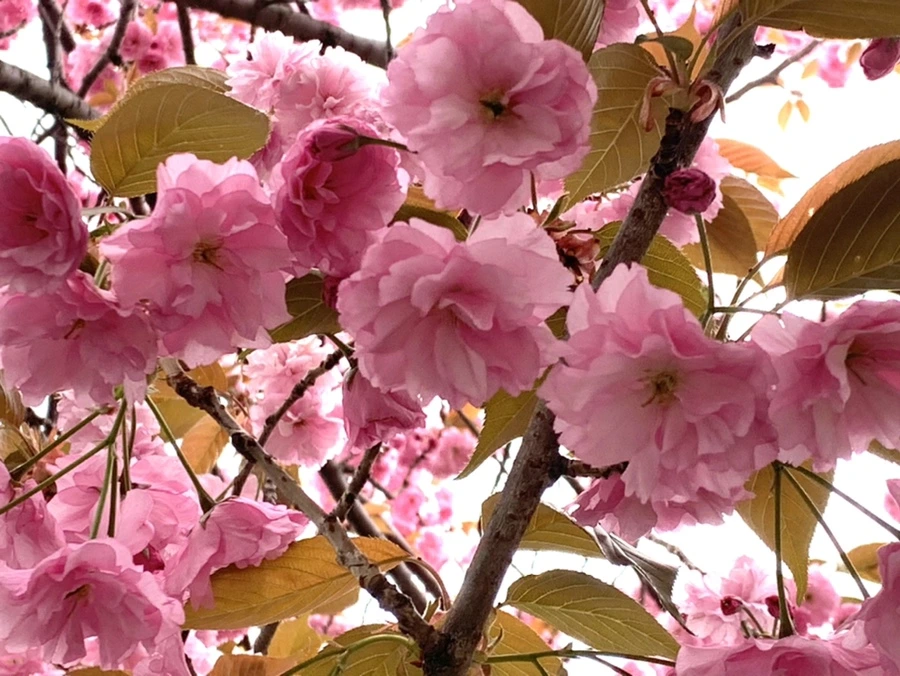 IMG_5475.jpg?type=w966