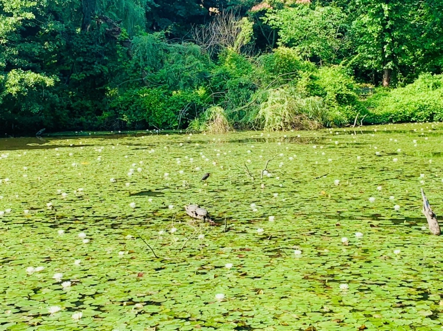 IMG_1276.jpg?type=w966