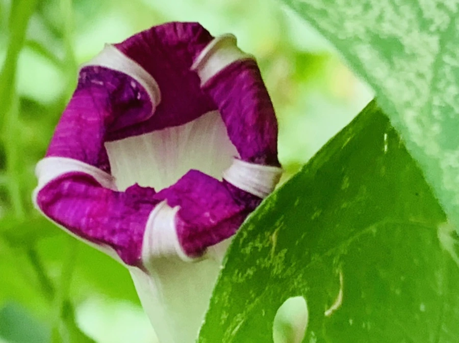 IMG_6003.jpg?type=w966