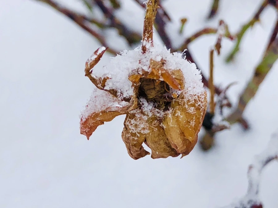 IMG_3545.jpg?type=w966