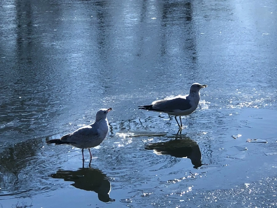 IMG_8085.jpg?type=w966