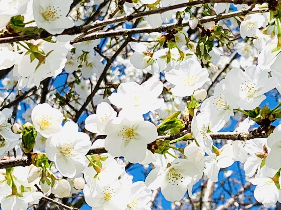 IMG_8360.jpg?type=w966