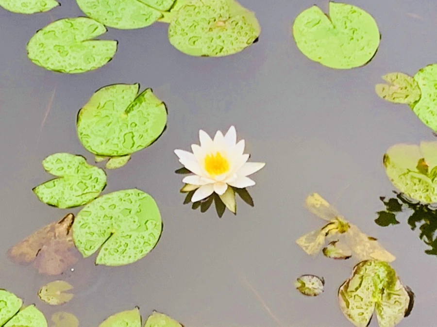 IMG_8358.jpg?type=w966