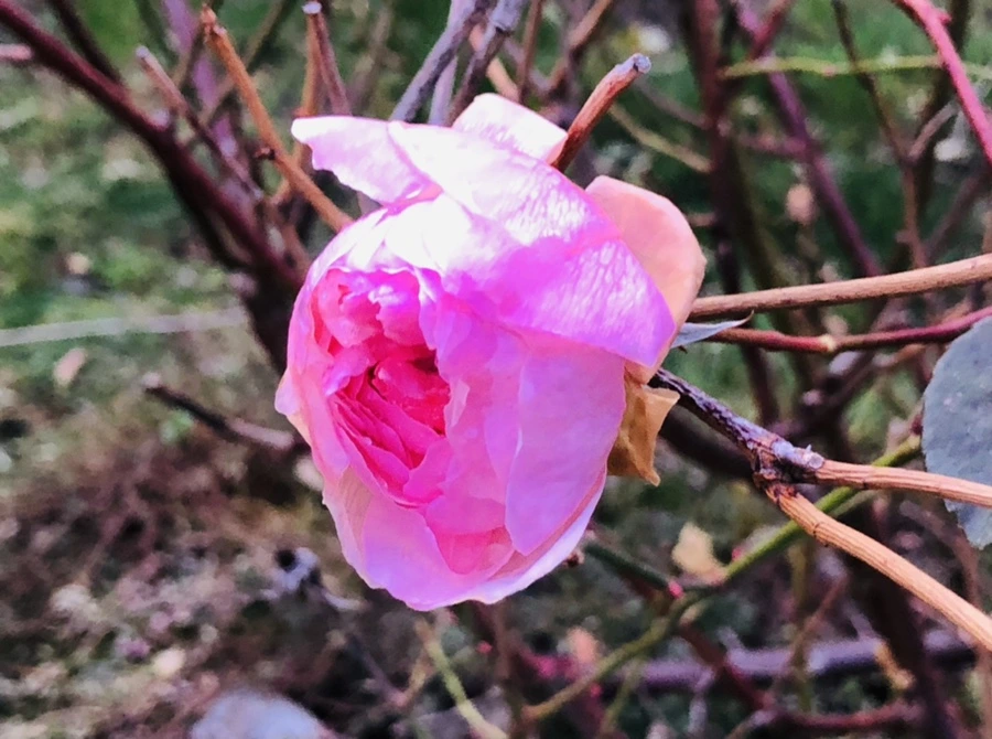 IMG_8238.jpg?type=w966