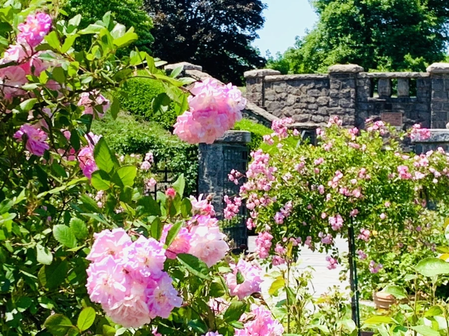 IMG_3840.jpg?type=w966