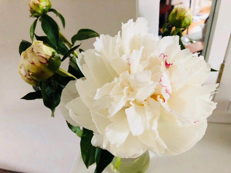 IMG_6121.jpg?type=w966