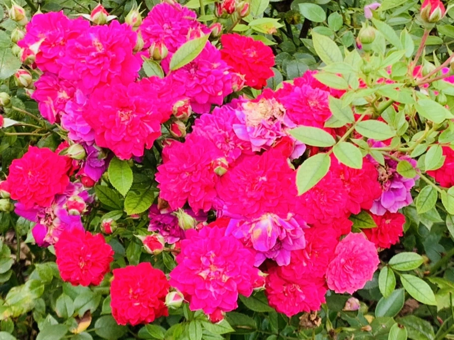 IMG_6899.jpg?type=w966