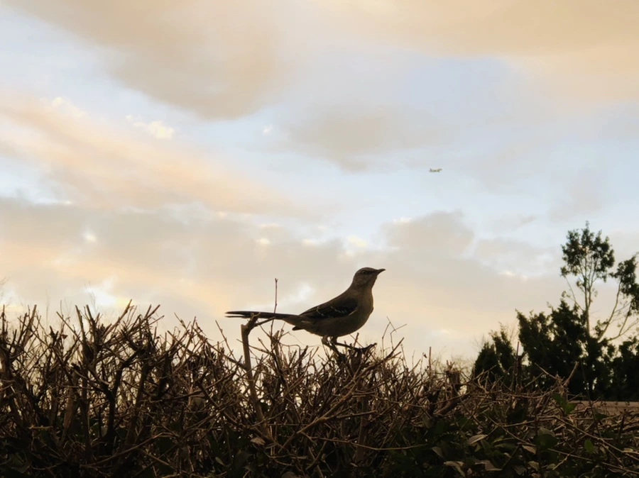 IMG_8230.jpg?type=w966