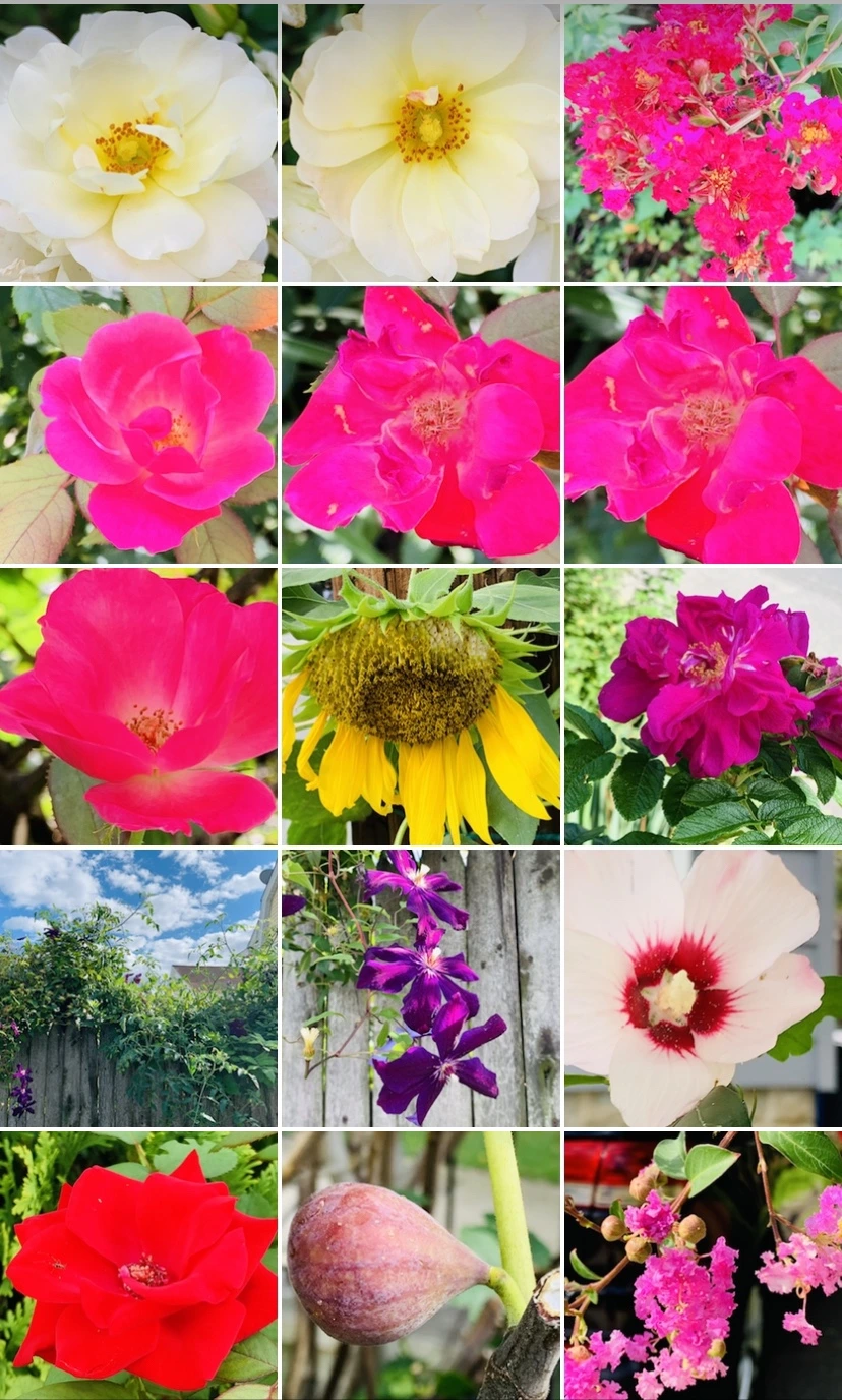 IMG_7344.jpg?type=w966