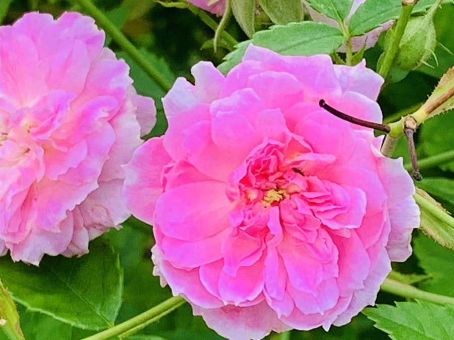 IMG_0457.jpg?type=w966