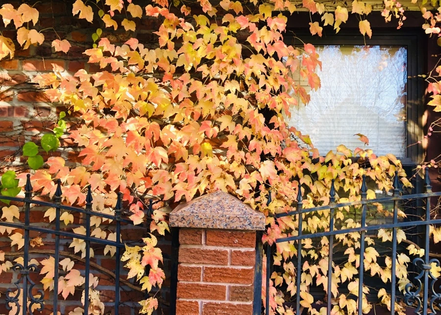 IMG_4682.jpg?type=w966