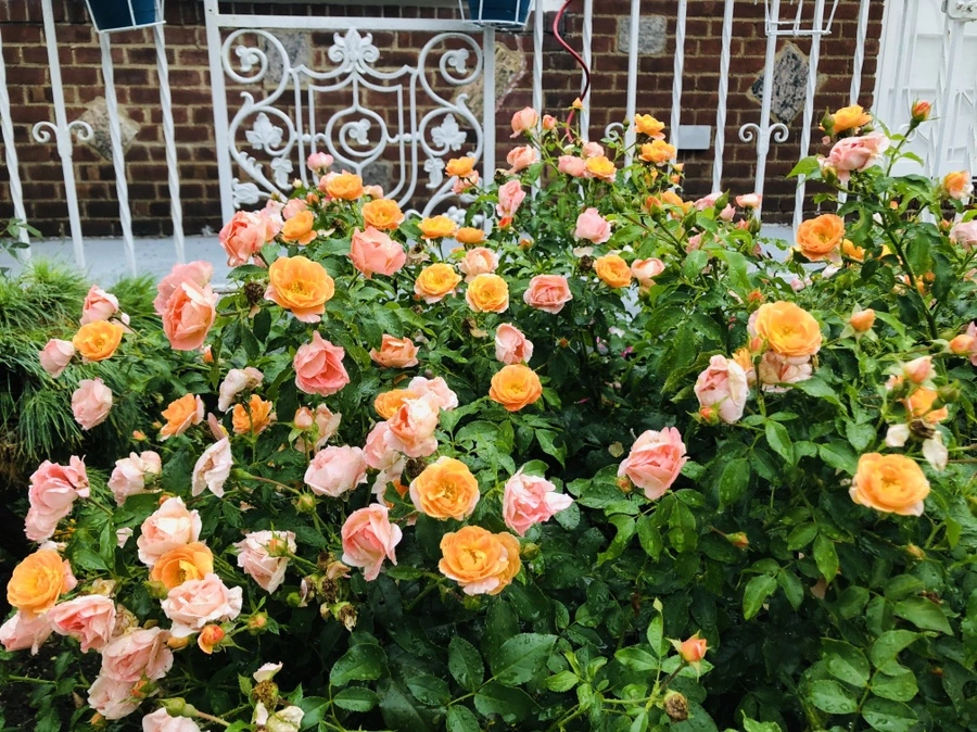 IMG_5819.jpg?type=w966