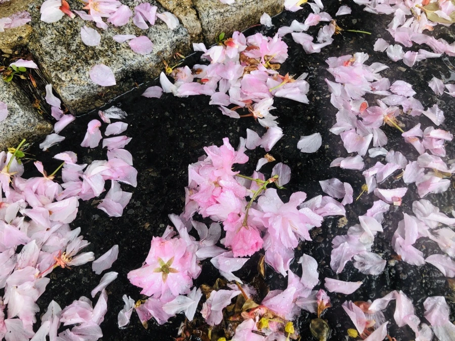 IMG_7177.jpg?type=w966