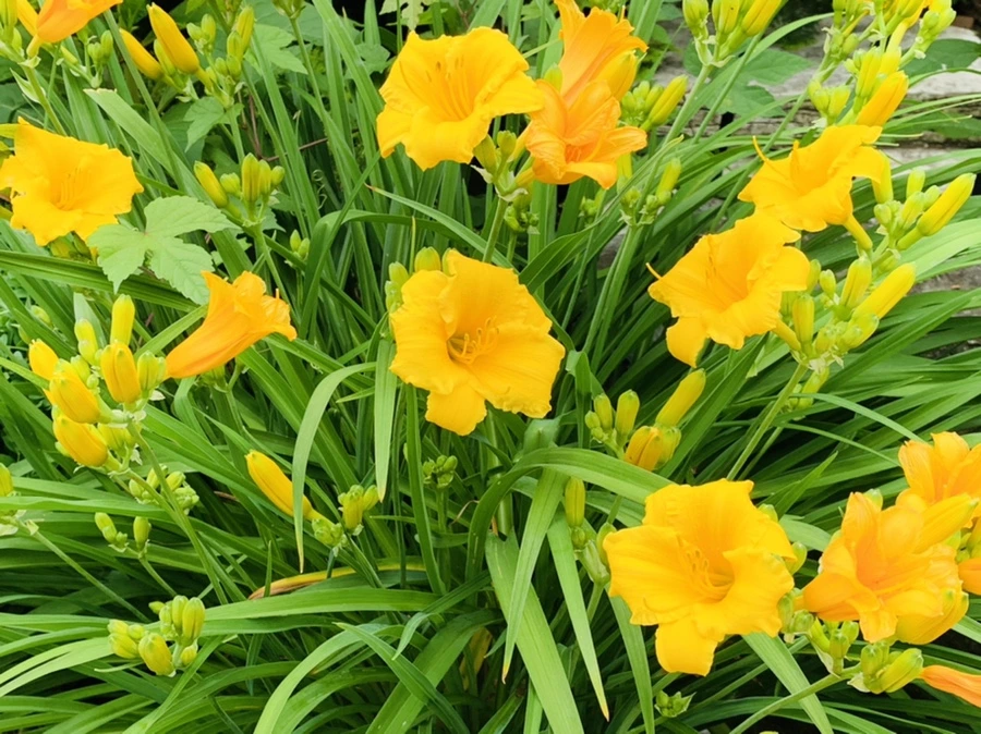 IMG_2532.jpg?type=w966