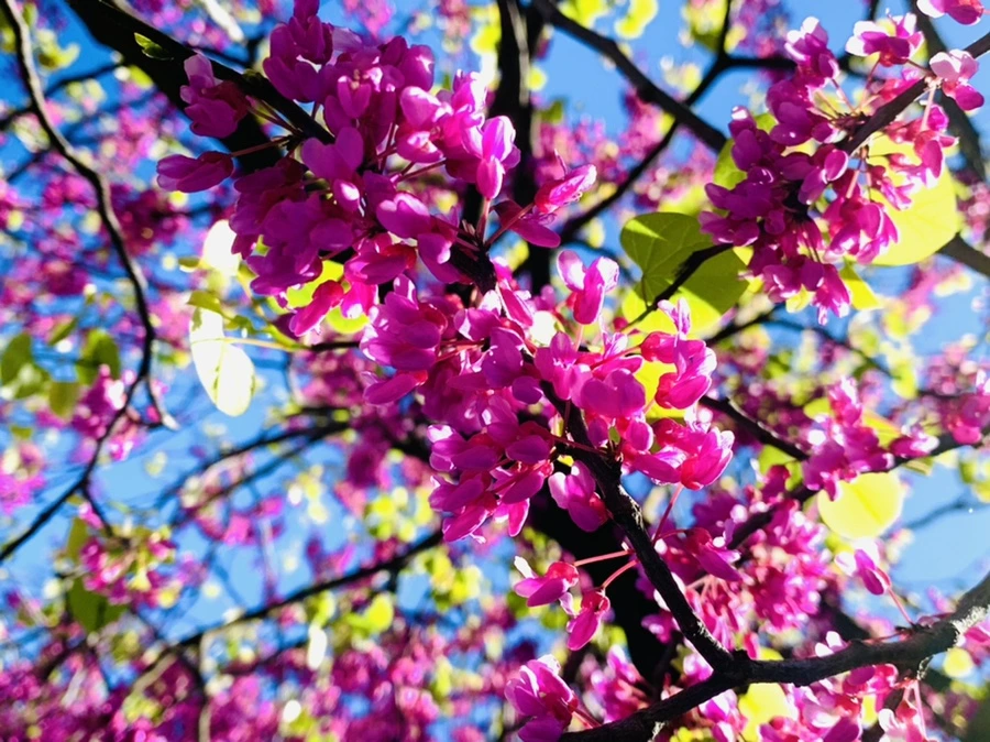 IMG_0429.jpg?type=w966