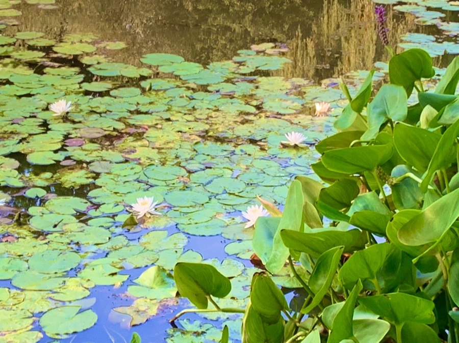 IMG_1061.jpg?type=w966