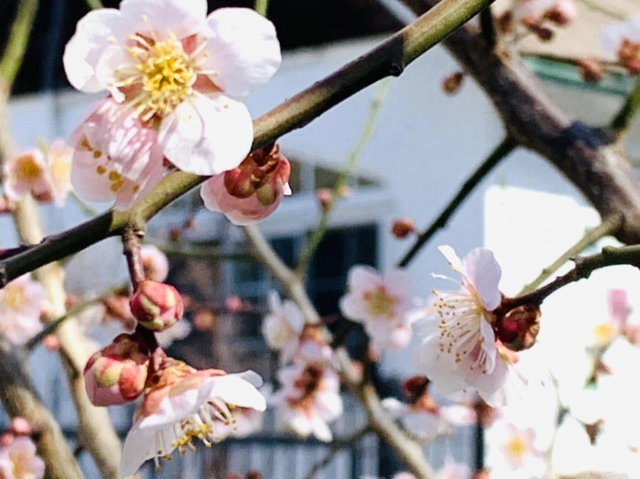 IMG_0996.jpg?type=w966