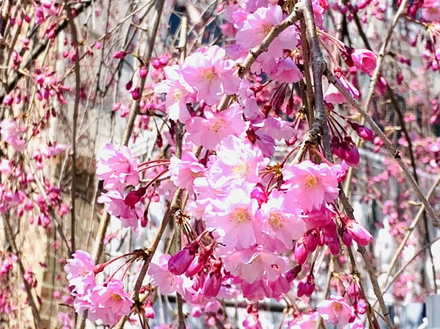 IMG_8314.jpg?type=w966