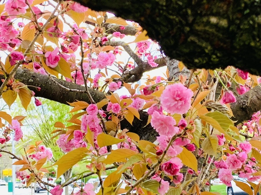 IMG_4396.jpg?type=w966