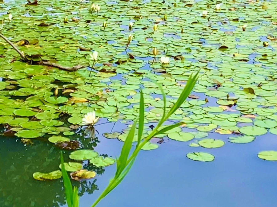 IMG_5125.jpg?type=w966