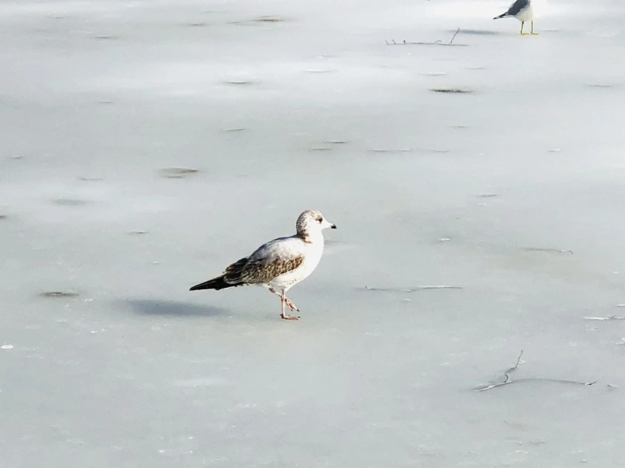 IMG_0154.jpg?type=w966