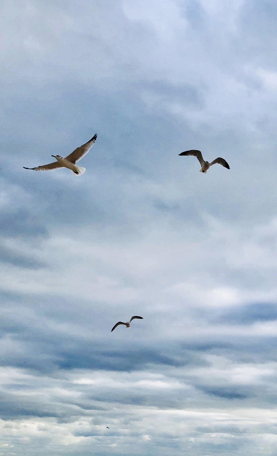 IMG_3105.jpg?type=w966