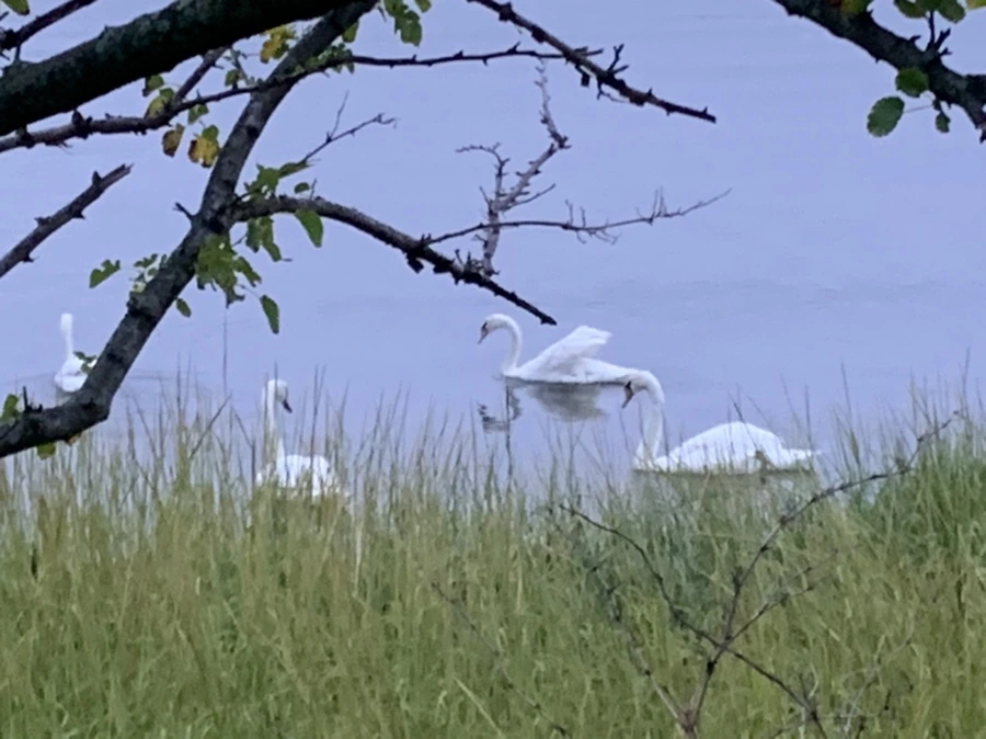 IMG_6628.jpg?type=w966