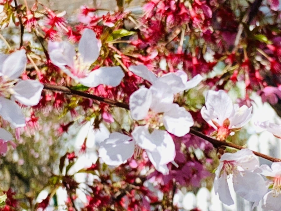 IMG_8057.jpg?type=w966