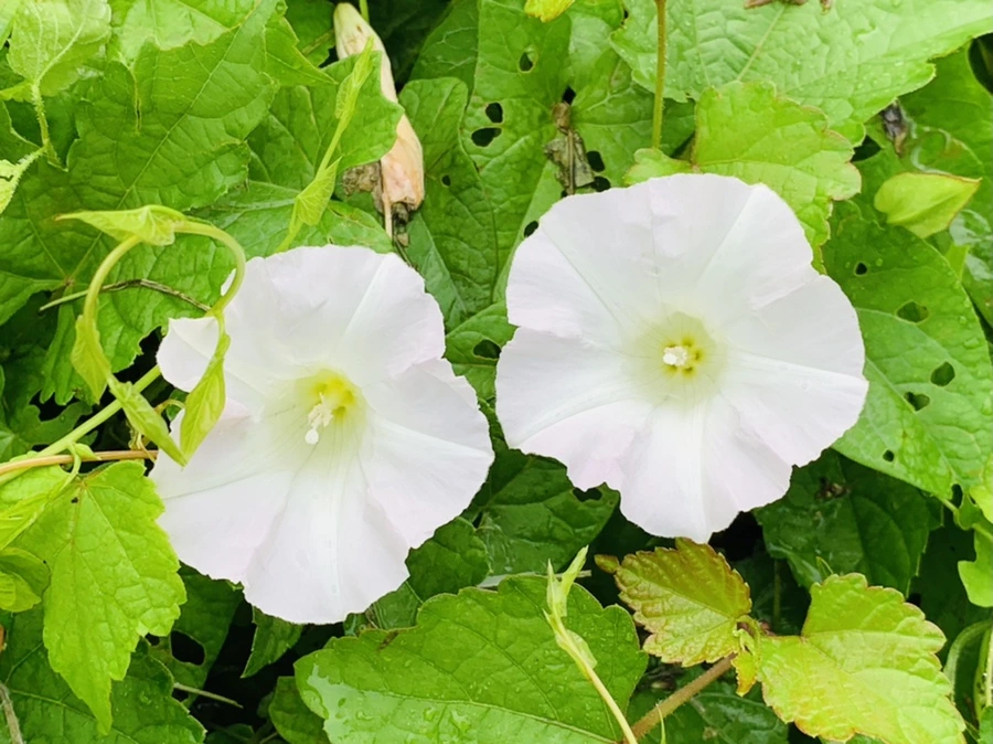 IMG_4462.jpg?type=w966