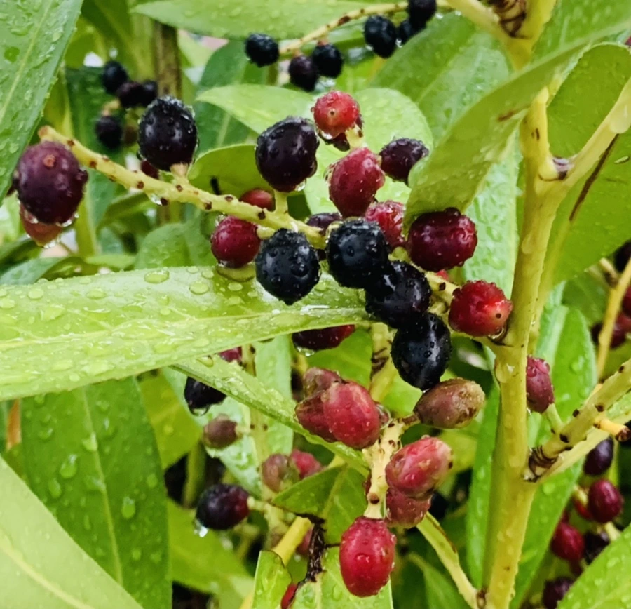 IMG_6887.jpg?type=w966