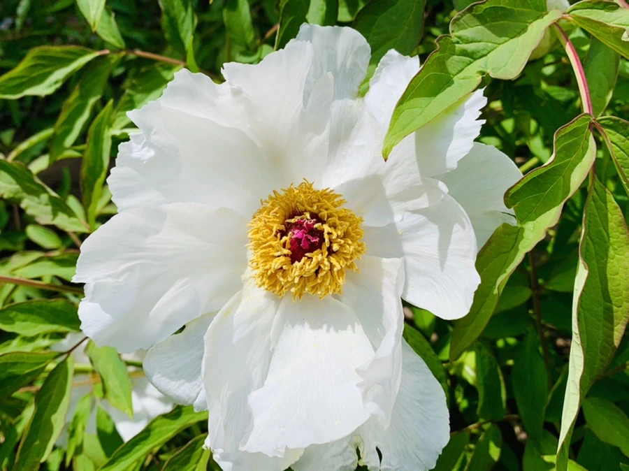 IMG_6823.jpg?type=w966