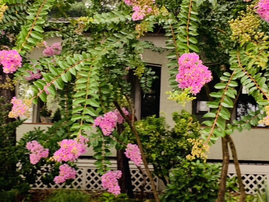 IMG_3806.jpg?type=w966