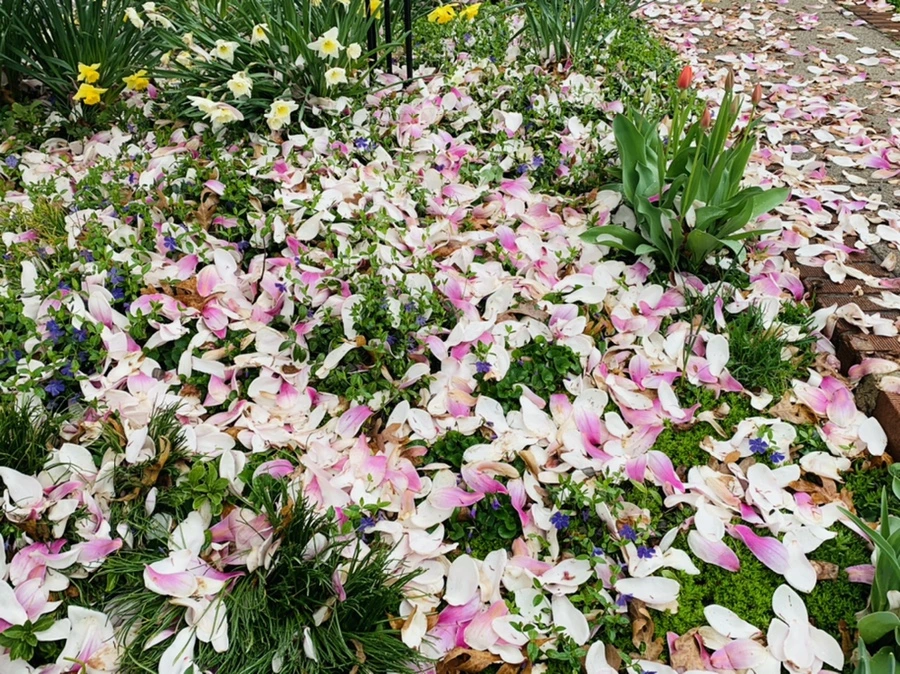 IMG_0966.jpg?type=w966