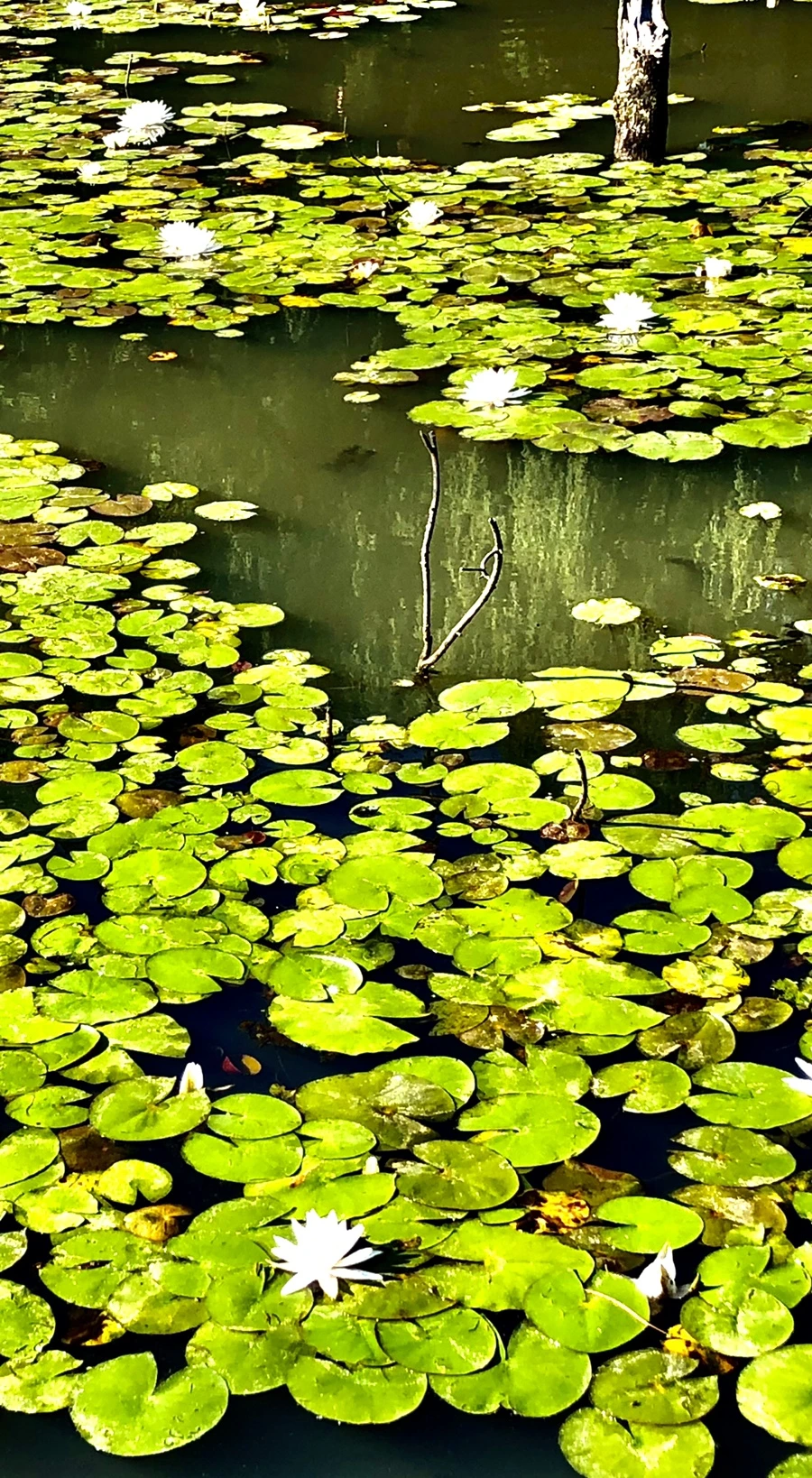 IMG_9328.jpg?type=w966