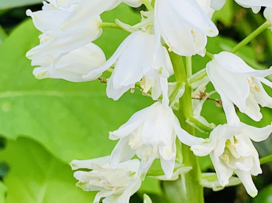 IMG_1170.jpg?type=w966