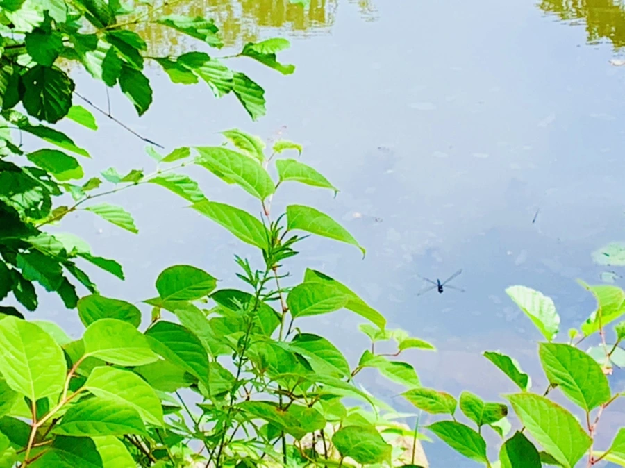 IMG_9342.jpg?type=w966