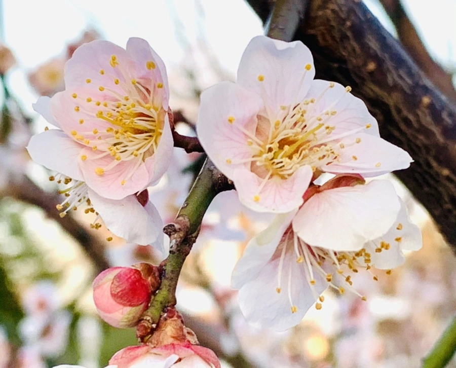 IMG_2338.jpg?type=w966