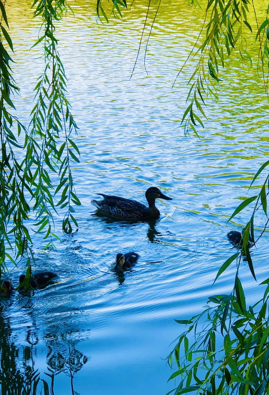 IMG_2505.jpg?type=w966