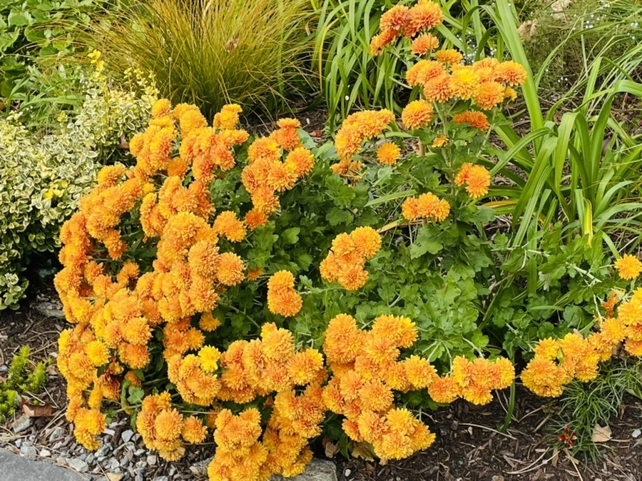 IMG_0372.jpg?type=w966