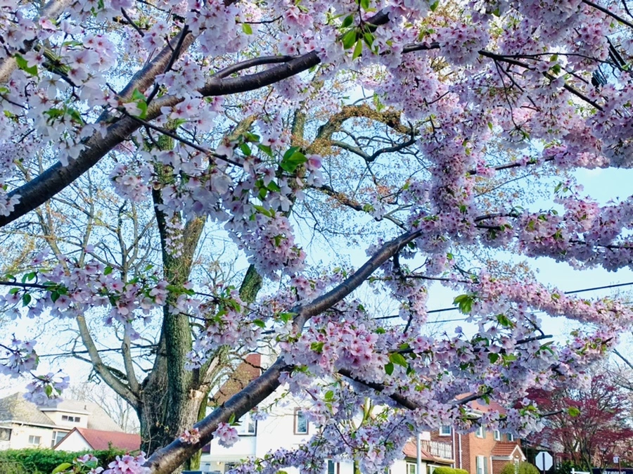 IMG_2622.jpg?type=w966