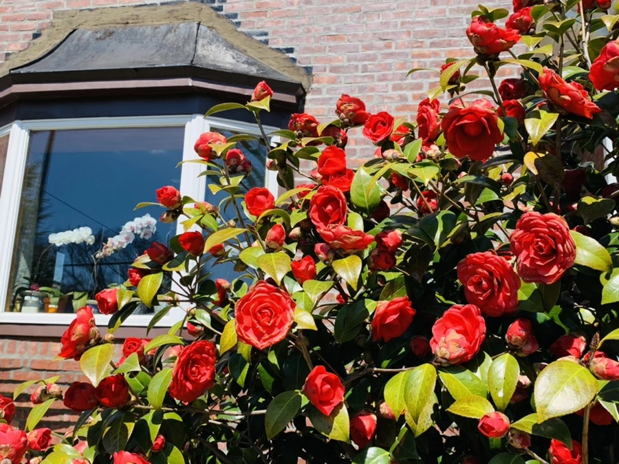 IMG_8144.jpg?type=w966