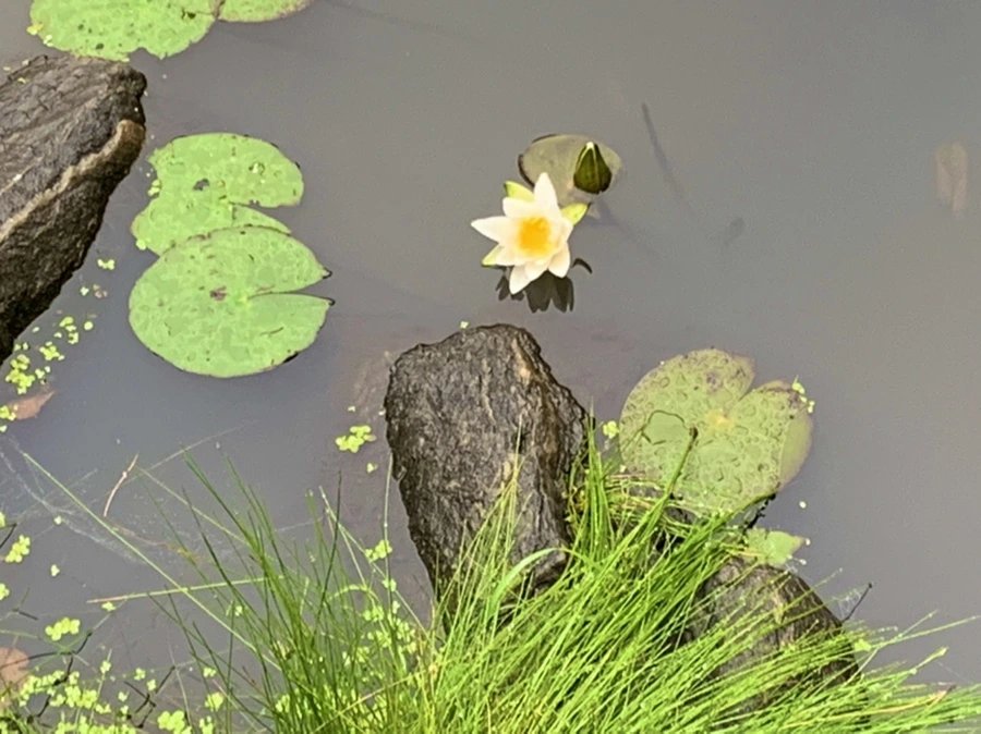 IMG_4603.jpg?type=w966