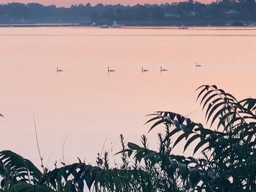 IMG_7157.jpg?type=w966