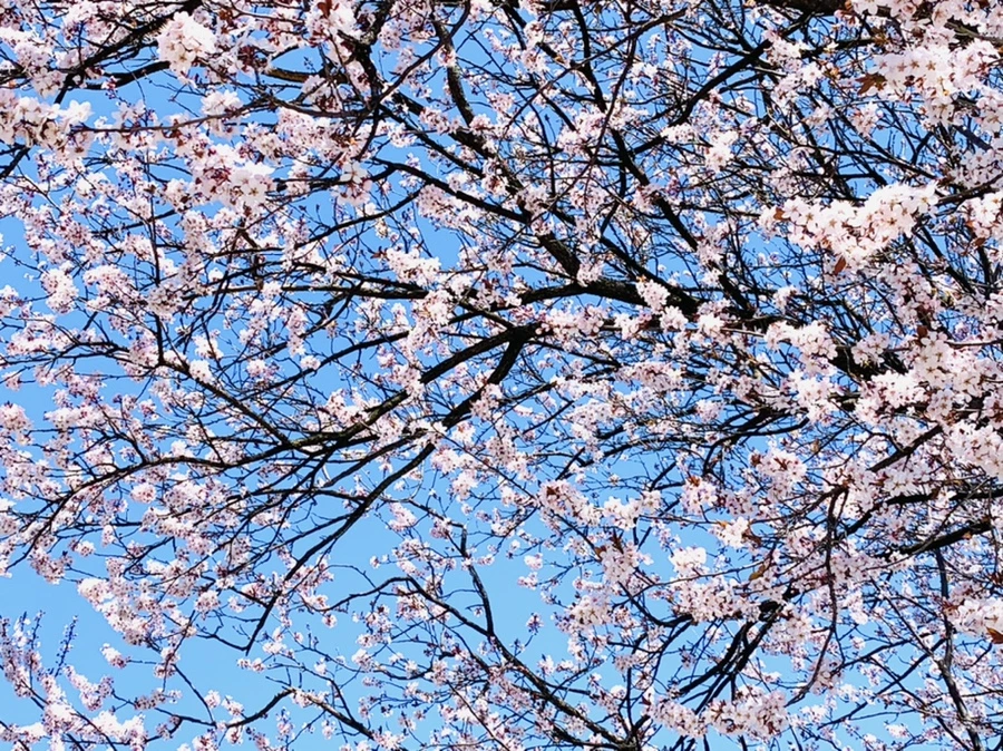 IMG_7950.jpg?type=w966