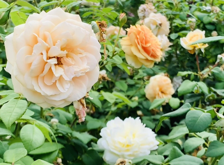 IMG_4989.jpg?type=w966